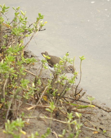 spotted sandpiper, South Padre Island