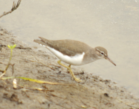spotted sandpiper, South Padre Island