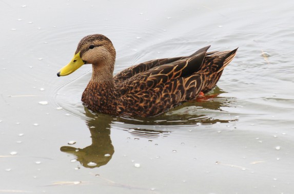 mottled duck male adult